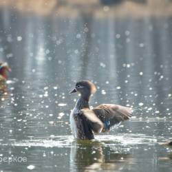 Недалеко от Владивостока красивых птиц можно встретить на заболоченных берегах #9