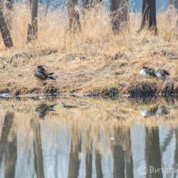 Недалеко от Владивостока красивых птиц можно встретить на заболоченных берегах #10