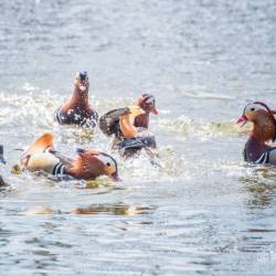 Недалеко от Владивостока красивых птиц можно встретить на заболоченных берегах #11