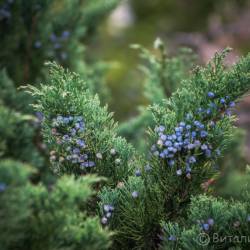 Скоро распустится сирень, вишня, абрикосы #1