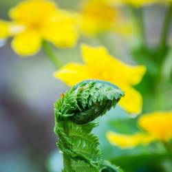 Скоро распустится сирень, вишня, абрикосы #2