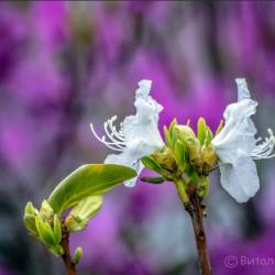 Скоро распустится сирень, вишня, абрикосы #3