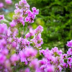 Скоро распустится сирень, вишня, абрикосы #4