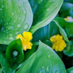 Скоро распустится сирень, вишня, абрикосы #5