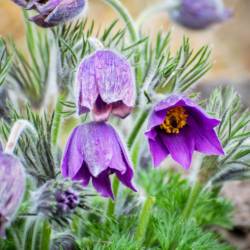 Скоро распустится сирень, вишня, абрикосы #6