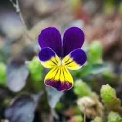 Скоро распустится сирень, вишня, абрикосы #7