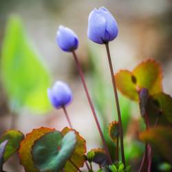 Скоро распустится сирень, вишня, абрикосы #8