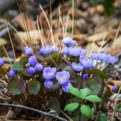 Скоро распустится сирень, вишня, абрикосы #9