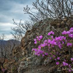 Скоро распустится сирень, вишня, абрикосы #10