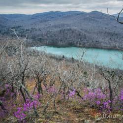 Скоро распустится сирень, вишня, абрикосы #11