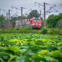 Приморцы приезжают целыми семья, чтобы полюбоваться на красивейшие цветы #5