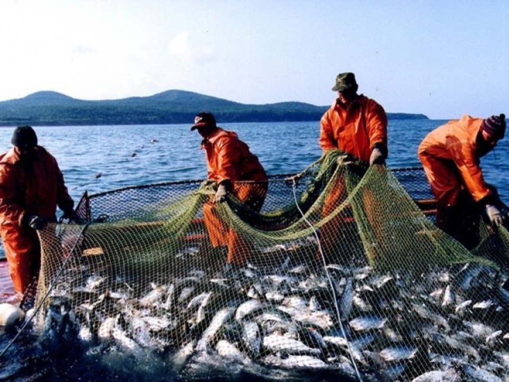 Промыслы в океане. Охотское море рыбный промысел. Рыбный промысел в тихом океане. Рыбный промысел на европейском севере. Рыбная промышленность Камчатка.