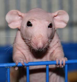 Кожаные питомцы: Лысые декоративные крысы