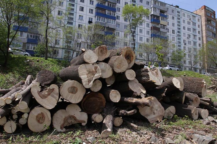 Победителям достались пни и заборы