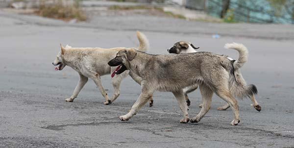 На отлов и лечение бездомных собак дают 9 млн рублей