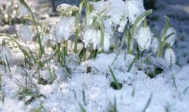 snowdrops-g482a5e70f_1920.jpg