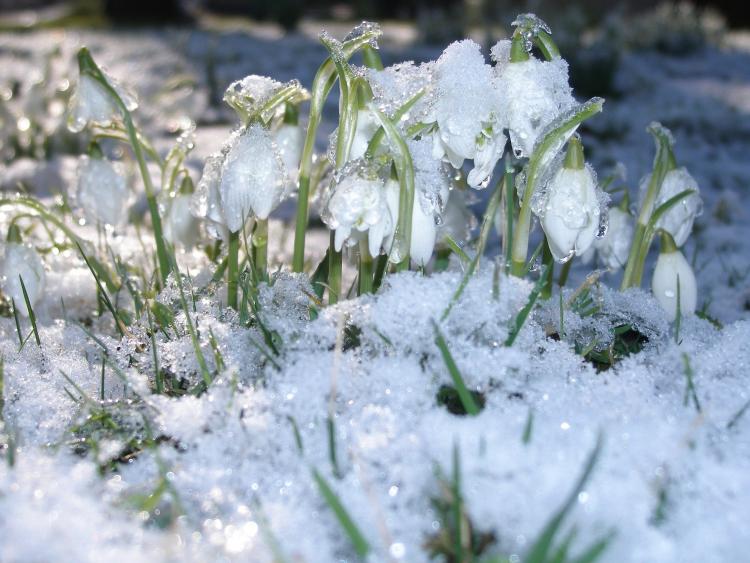 snowdrops-g482a5e70f_1920.jpg