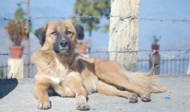 dog-geed7f2c16_1920.jpg dog-geed7f2c16_1920.jpg