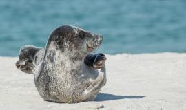 gray-seal-g60bead684_1280.jpg