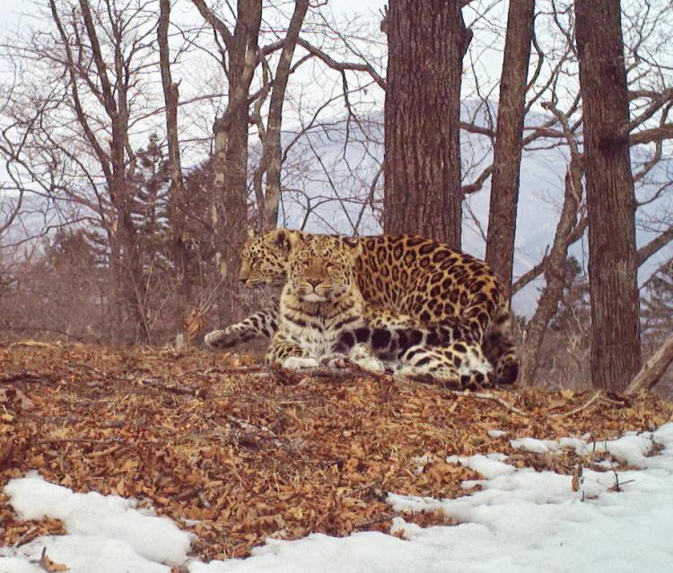 Леопарды Валера и его избранница. Фотоловушка нацпарка Земля леопарда (3).JPG