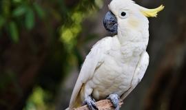 cockatoo-g31f5d3663_1280.jpg