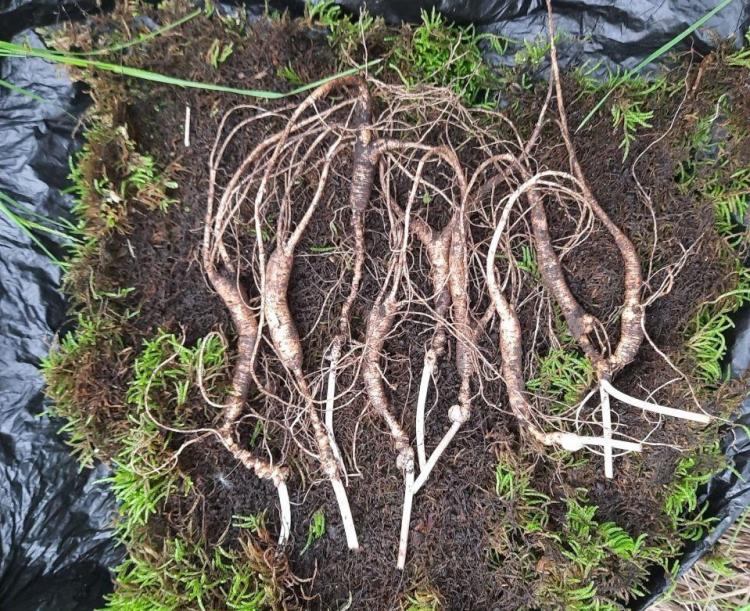 Изъятые корни.jpg
