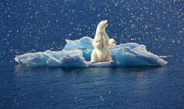 icebear-g283d6292b_1280.jpg