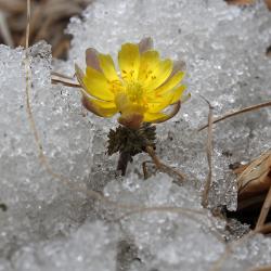 Желтые цветы, пробирающиеся сквозь тающий снег, - в фоторепортаже РИА VladNews #7