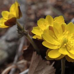 Желтые цветы, пробирающиеся сквозь тающий снег, - в фоторепортаже РИА VladNews #12