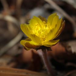 Желтые цветы, пробирающиеся сквозь тающий снег, - в фоторепортаже РИА VladNews #13