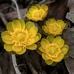 Желтые цветы, пробирающиеся сквозь тающий снег, - в фоторепортаже РИА VladNews #16