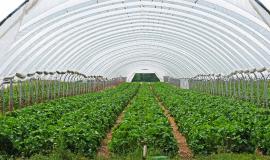 strawberry-field-gb15b4437c_1280.jpg