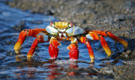 crab-gcda6ead89_1280.jpg crab-gcda6ead89_1280.jpg
