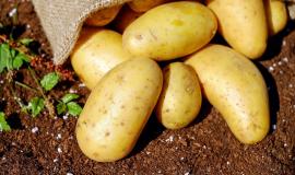 potatoes-g4516110d4_1280.jpg