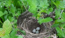 nest-gf939efe31_1280.jpg