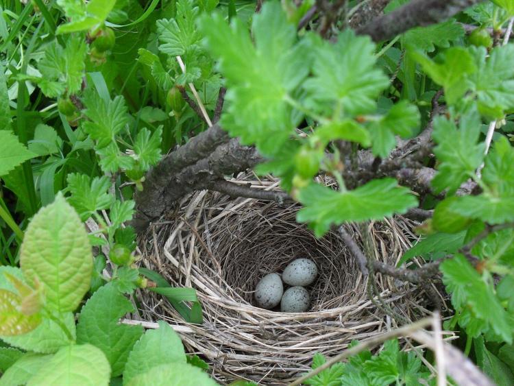 nest-gf939efe31_1280.jpg