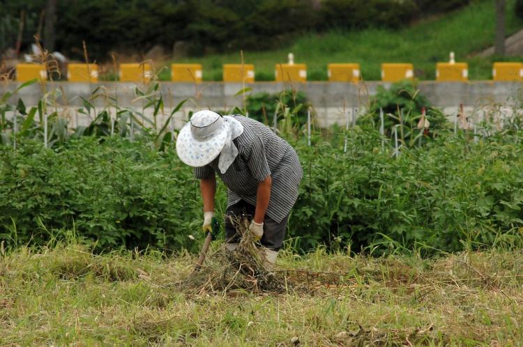 farmer-g0e67d1284_1280.jpg