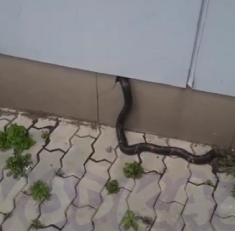 Змея ползет. Змея подползла. Змея ползет по стене. Змеи Владивостока.