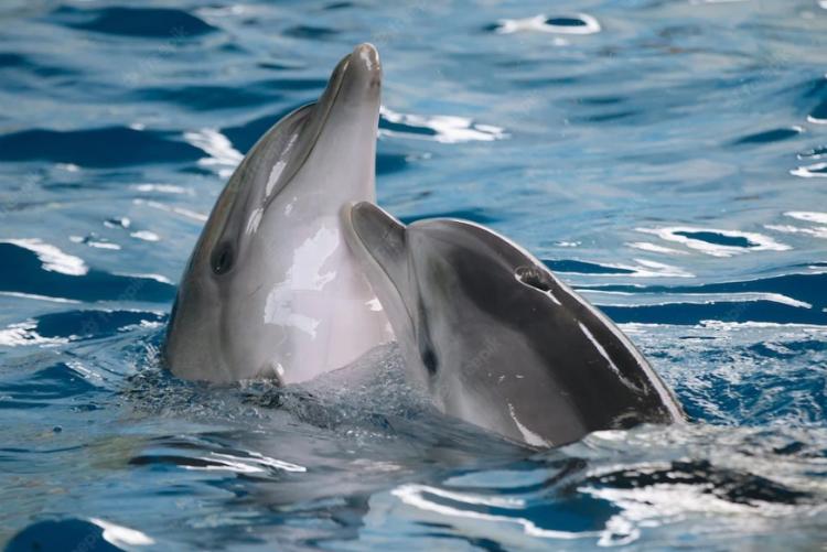 Снимок веб-страницы_13-7-2022_111924_www.freepik.com.jpeg