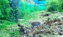 Снимок веб-страницы_11-8-2022_125741_leopard-land.ru.jpeg