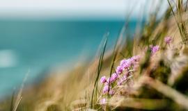 summer-coastline-of-denmark.jpg summer-coastline-of-denmark.jpg