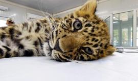 Леопард на медосмотре (1).jpeg