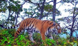 Амурские тигры Земли леопарда. Фотоловушка (3).jpg