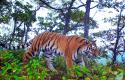 Амурские тигры Земли леопарда. Фотоловушка (3).jpg