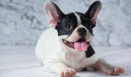 french-bulldog-dog-breeds-white-polka-dot-black-on-marble.jpg