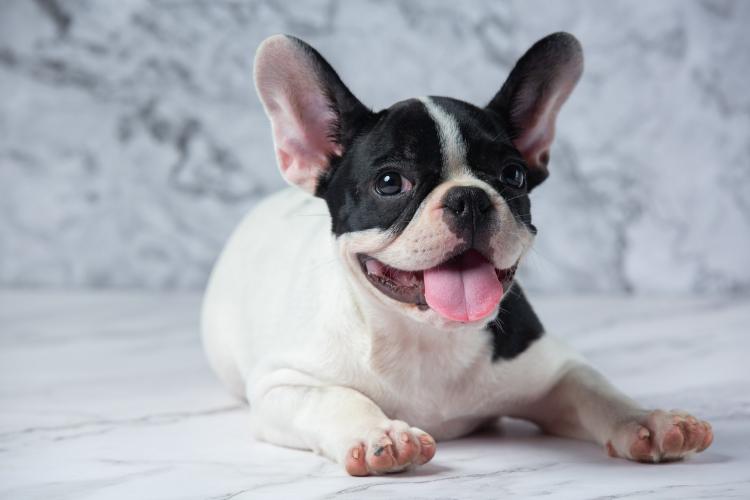 french-bulldog-dog-breeds-white-polka-dot-black-on-marble.jpg