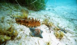 Трепанг на песке. Фото - Александр Ратников.jpg