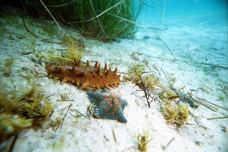 Трепанг на песке. Фото - Александр Ратников.jpg