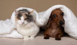 Снимок веб-страницы_20-10-2022_13598_ru.freepik.com.jpeg