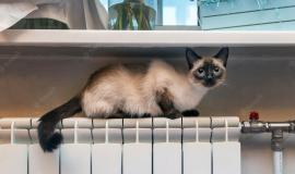 cute-cat-looking-camera-lies-radiator-windowsill_646632-47.jpg